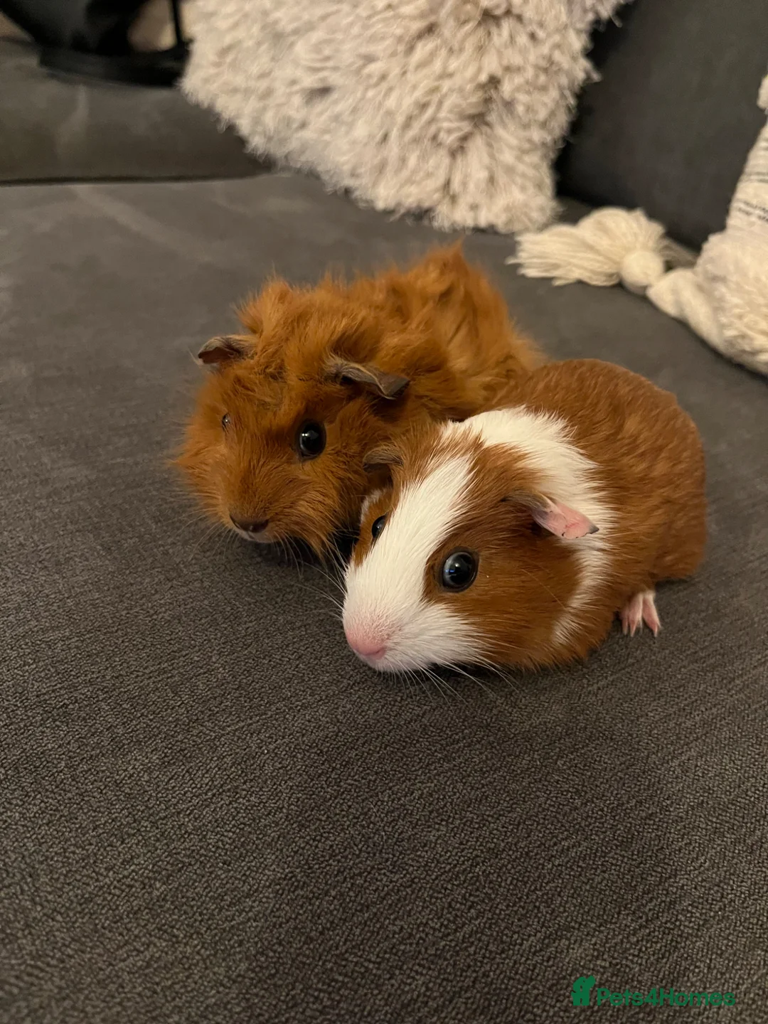 Guinea Pig rodents for sale: Male guinea pig brothers  - Advert 2