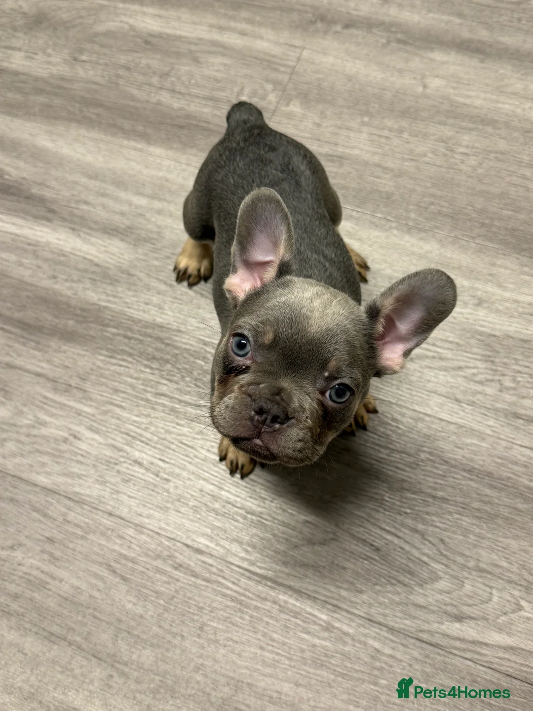 French Bulldog dogs for sale: 8 Week old pup for sale  - Advert 3