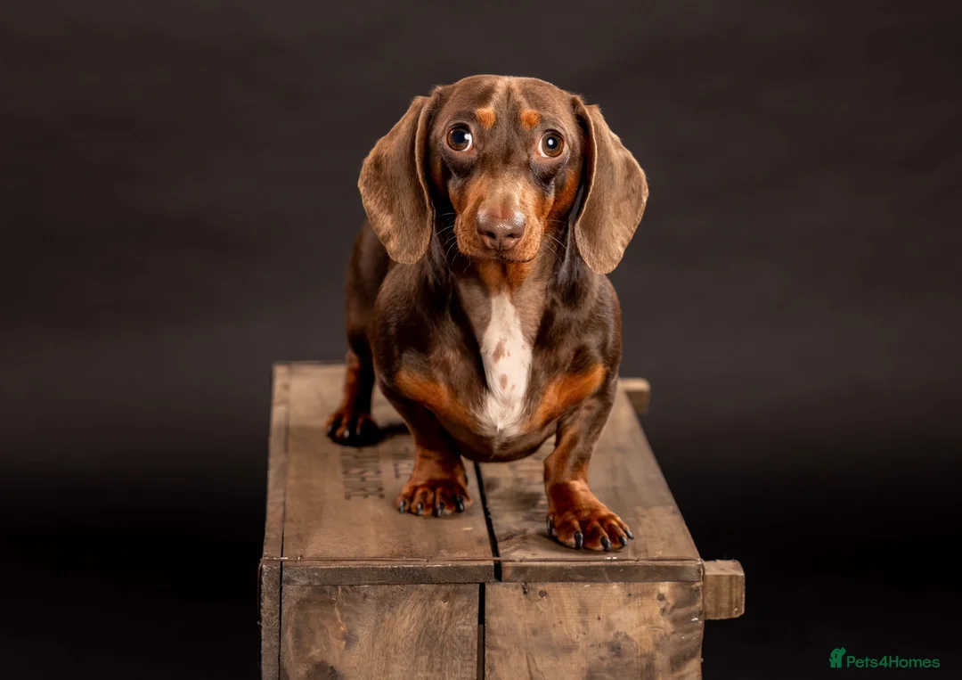 Dachshund dogs for sale: Loving Dachshund - Male  in Brough - Advert 2