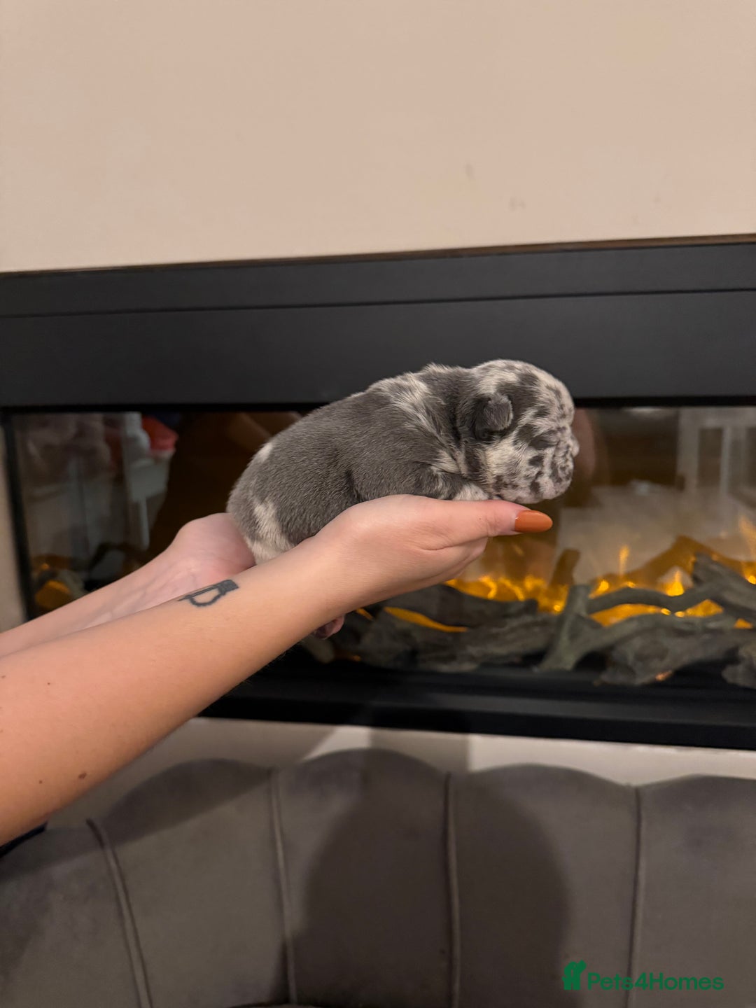 French Bulldog dogs for sale: Beautiful blue and lilac merle French bulldogs - Image 12