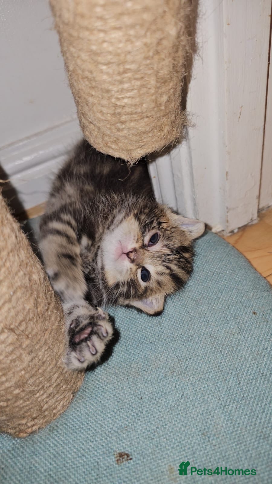 Domestic Shorthair cats 🐾 Rescue Kittens Looking for Forever Homes - Advert 15