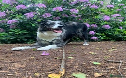 Border Collie dogs for sale: Beautiful Border Collie Puppies – Ready 20th Sep - Image 2
