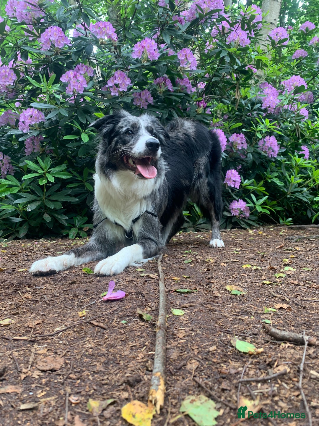 Border Collie dogs for sale: Beautiful Border Collie Puppies – Ready 20th Sep - Image 2