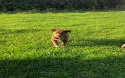 Bearded Collie dogs for sale: Breaded collie puppies  - Image 6