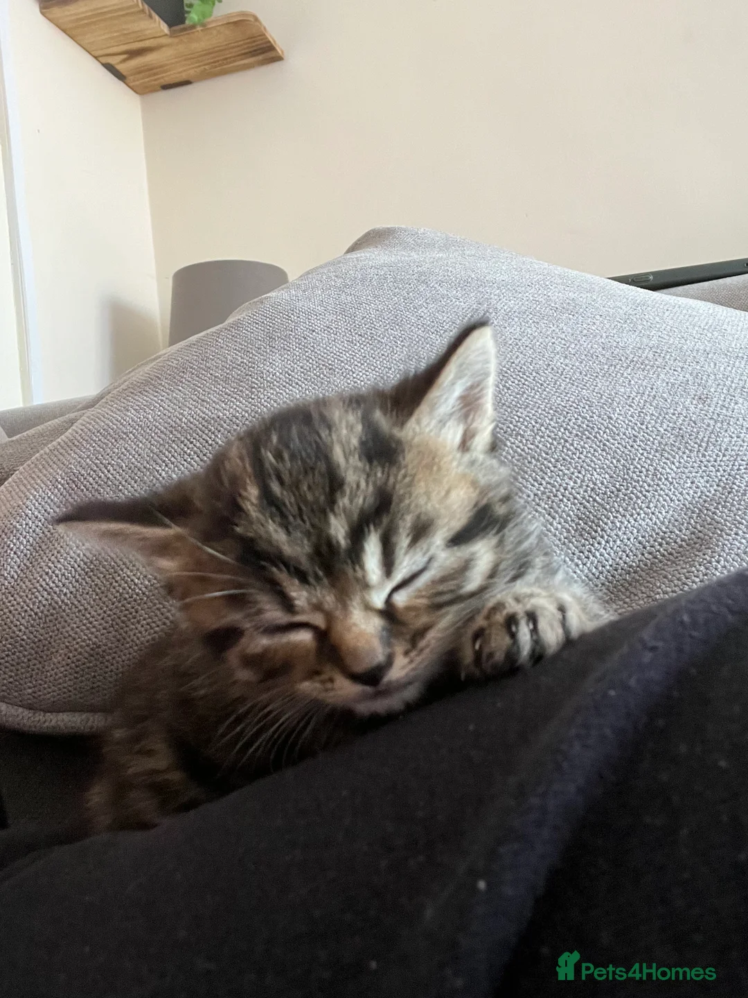 Mixed Breed cats for sale: 1 tabby male left  - Advert 2