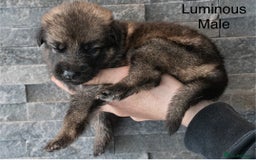 German Shepherd dogs for sale: German Shepherd Puppies - Image 6