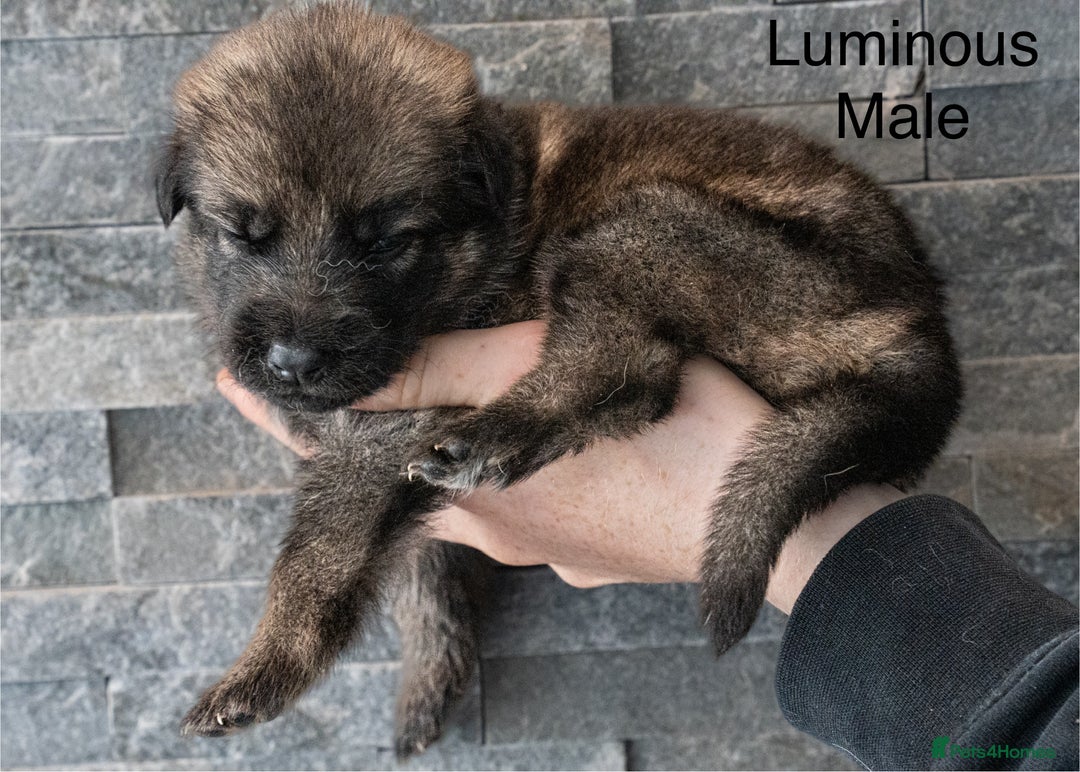 German Shepherd dogs for sale: German Shepherd Puppies - Image 6