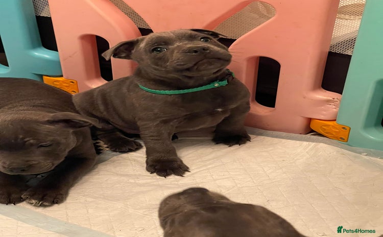 Staffordshire Bull Terrier dogs - Advert 2