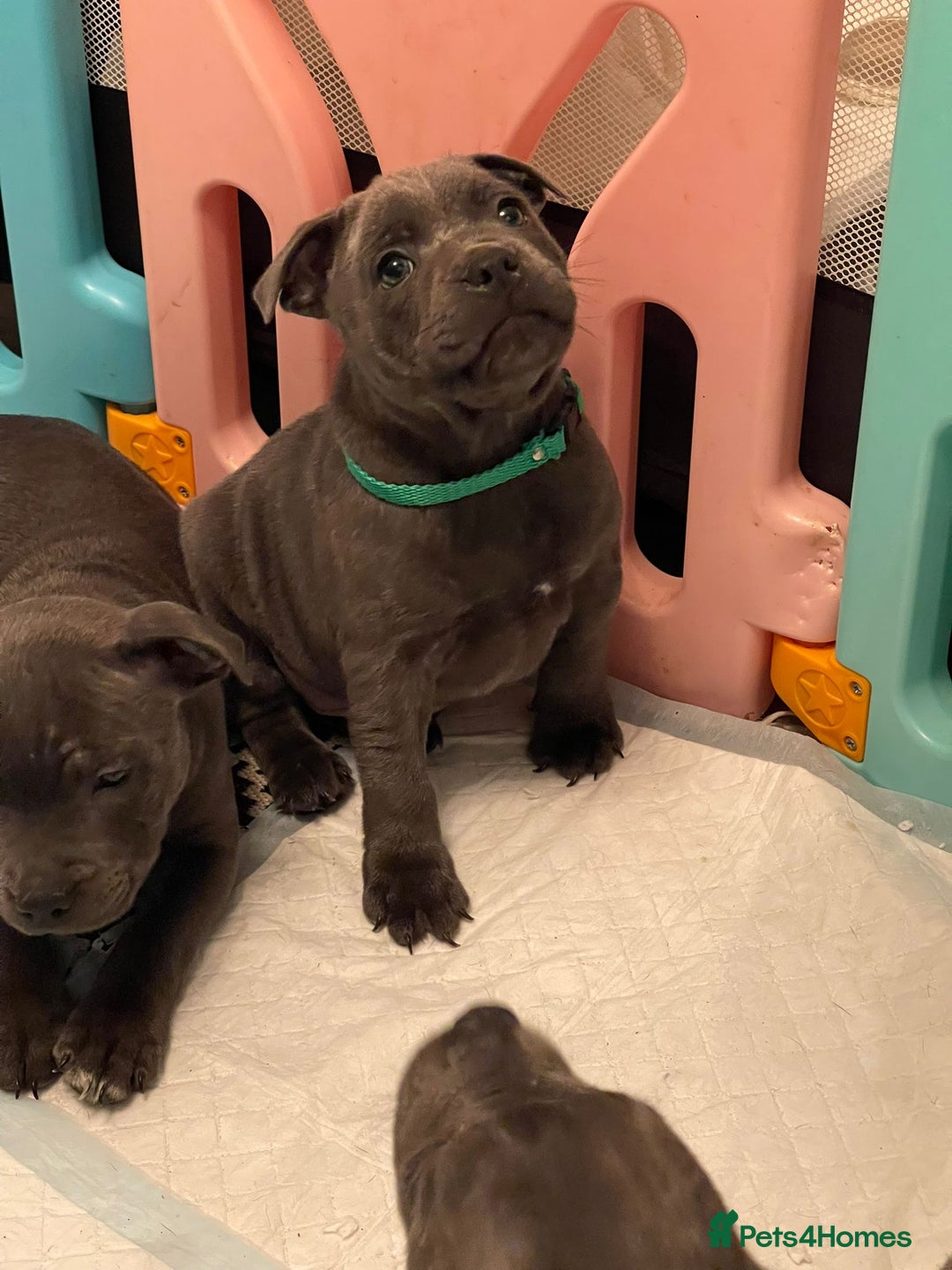 Staffordshire Bull Terrier dogs for sale: BEAUTYFULL BLUE STAFFY PUPPIES 💙 READY TO LEAVE - Image 1