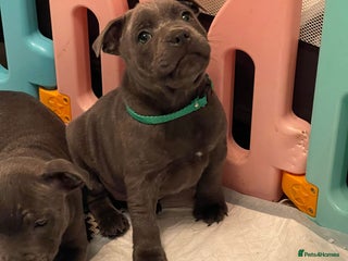 Staffordshire Bull Terrier dogs - Advert 18