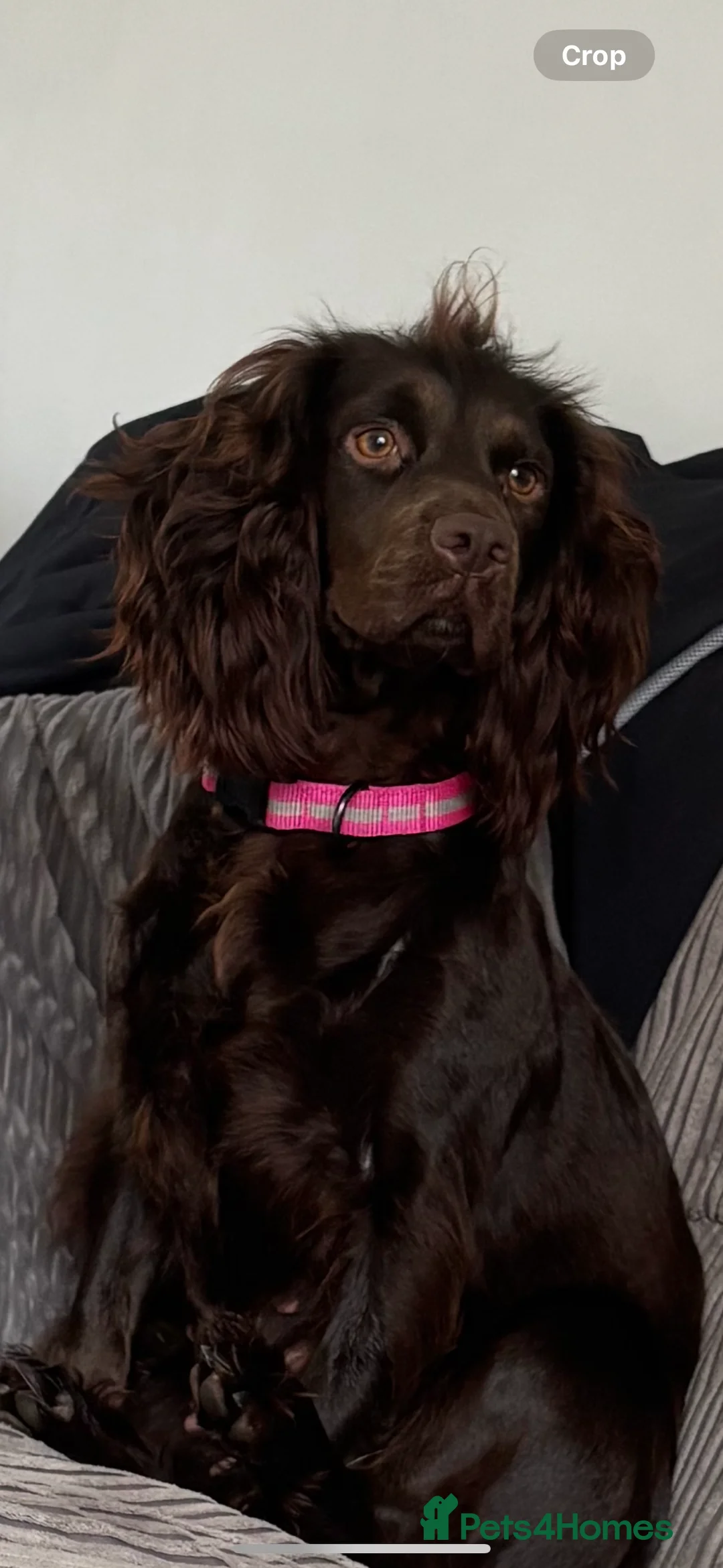 Cockapoo dogs for sale: F1 cockapoos  - Advert 2