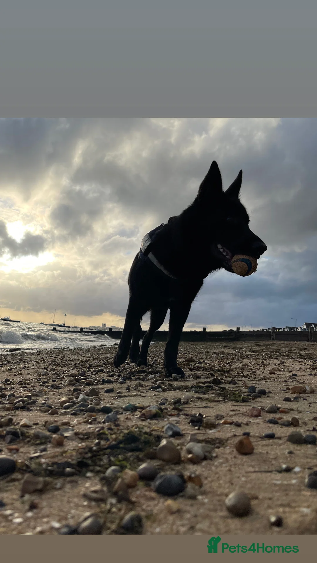 Mixed Breed dogs for sale: Shollie female  - Advert 5