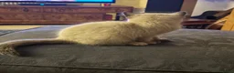 Munchkin cats for sale: 3 Gorgeous Munchkin Norwegian Forest X Kits - Advert 18