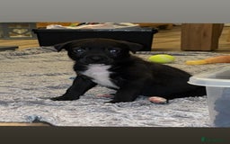 Mixed Breed dogs for sale: 11 week old Staff cross X Border collie cross - Advert 4