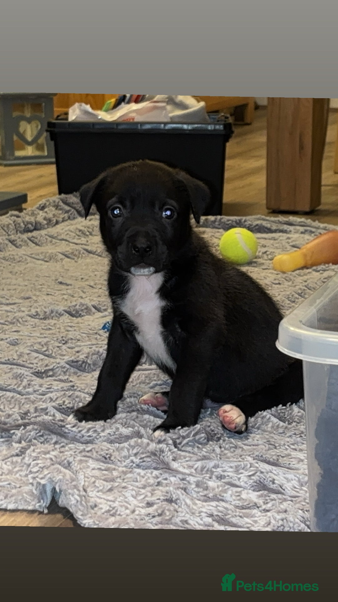 Mixed Breed dogs for sale: 11 week old Staff cross X Border collie cross - Advert 4
