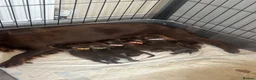 Cocker Spaniel dogs for sale: Chocolate & tan cocker spaniel puppies for sale  - Advert 4