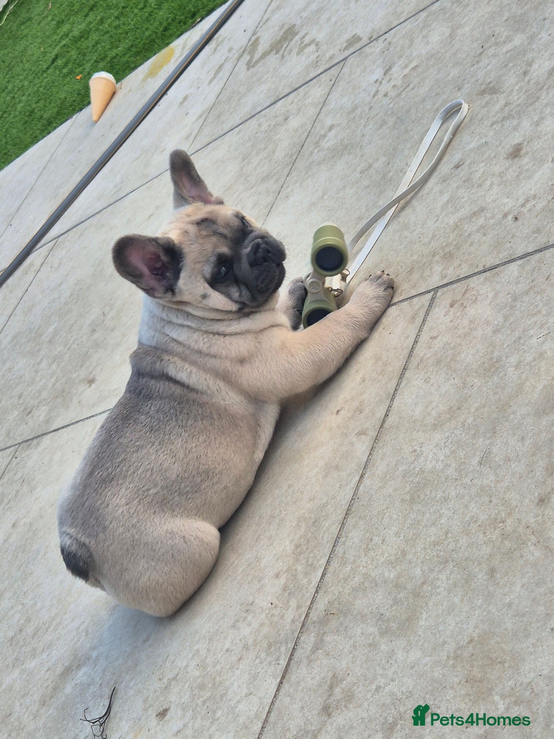 Mixed Breed dogs for sale: Chowxfrenchie Ready for new homes** - Image 5