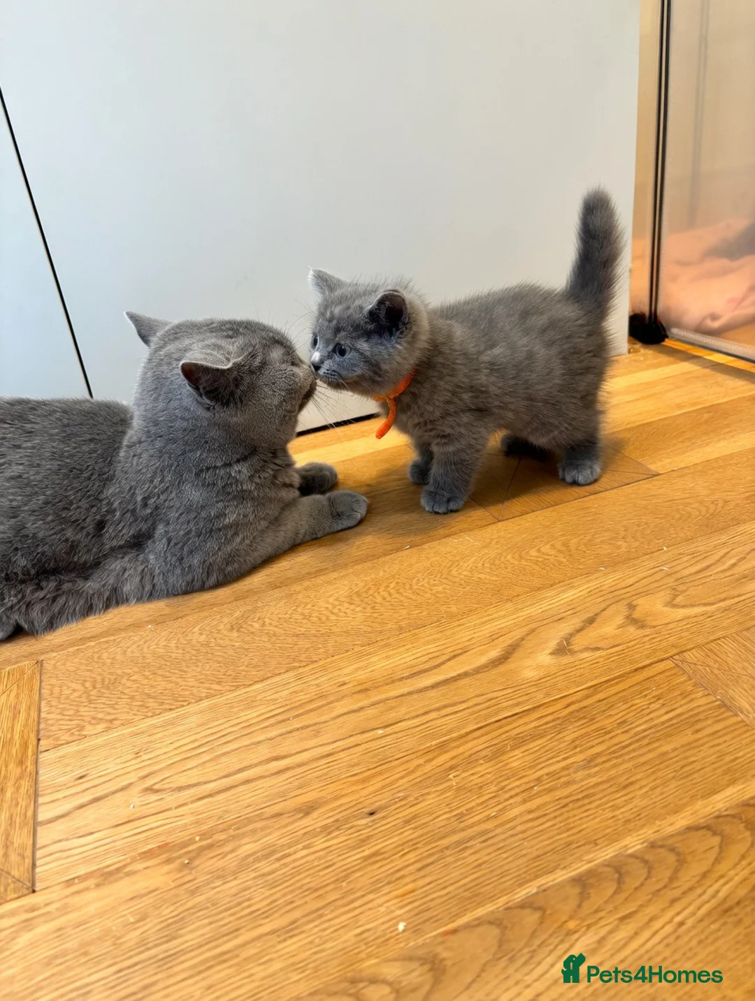 British Shorthair cats for sale: Gorgeous British Shorthair Kittens GCCF  - Advert 28