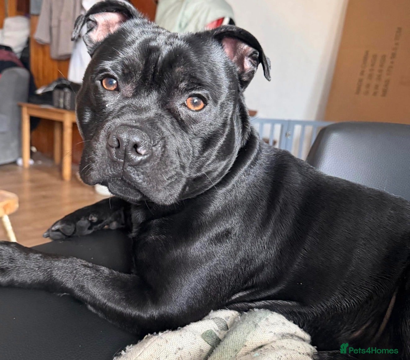 Staffordshire Bull Terrier dogs Our gorgeous Staffordshire bull terrier Dennis  - Advert 2