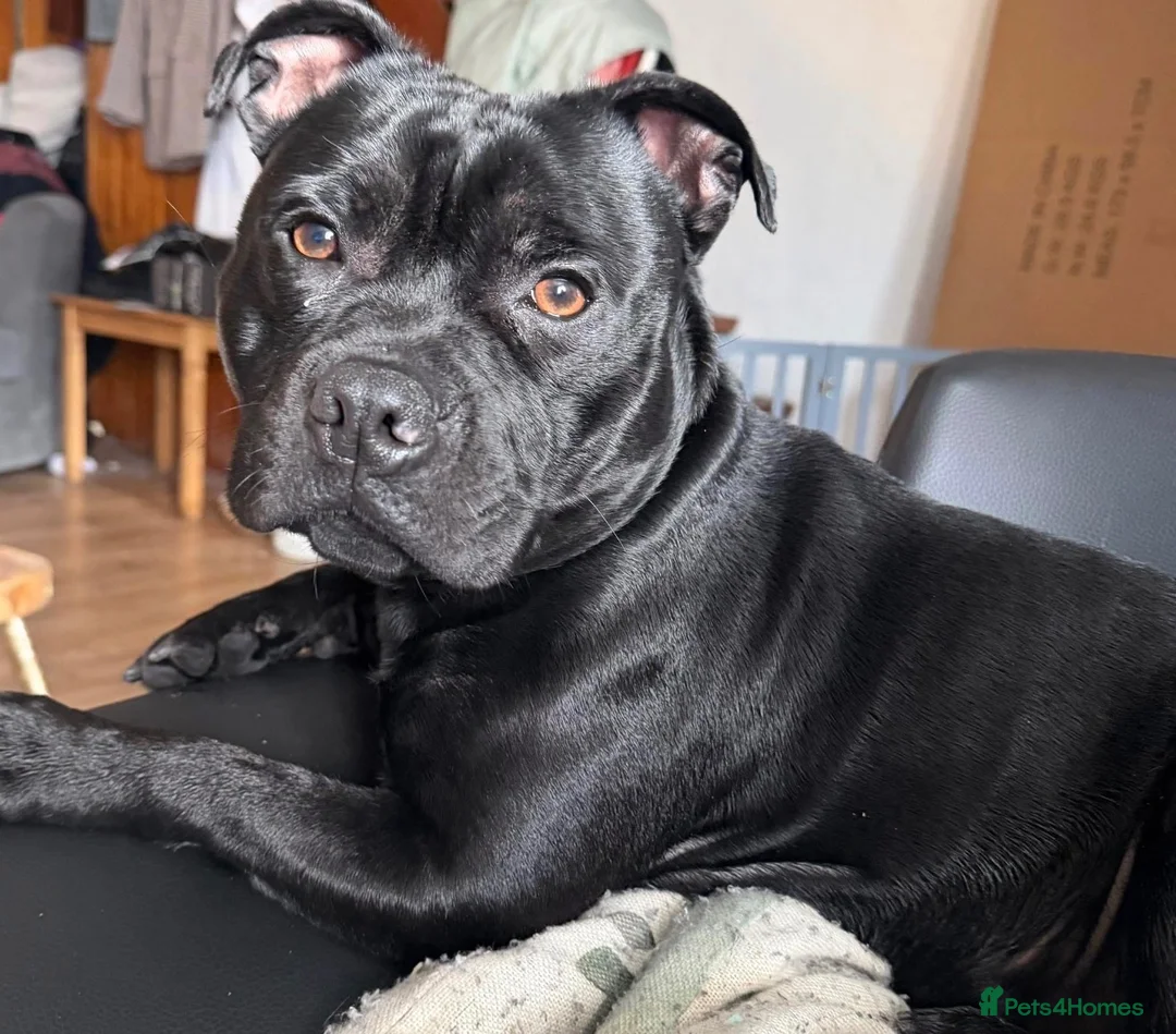 Staffordshire Bull Terrier dogs for stud: Our gorgeous Staffordshire bull terrier Dennis  - Advert 1