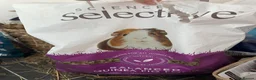 Guinea Pig rodents for sale: 2 lovely female guinea pigs looking for home! - Advert 5