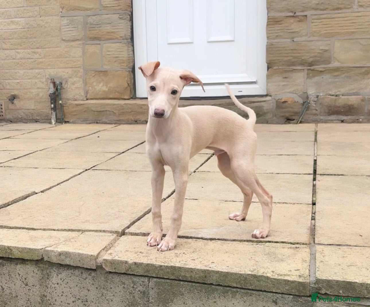 Italian Greyhound dogs STUNNING CREAM BOYS READY TO LEAVE💙💙 - Advert 8