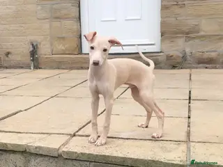 Italian Greyhound dogs STUNNING CREAM BOYS READY TO LEAVE💙💙 - Advert 1