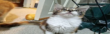Sue