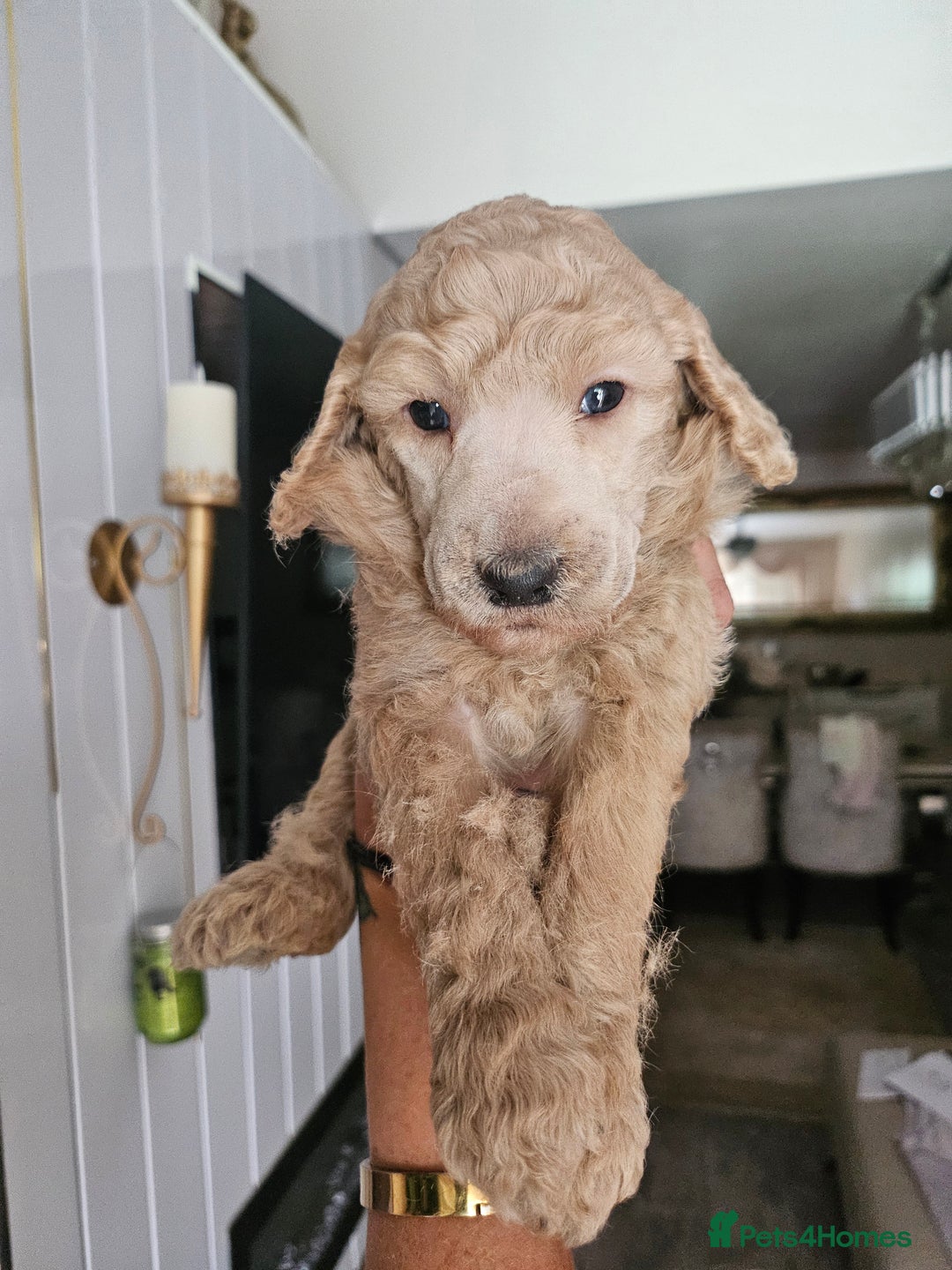 Standard Poodle dogs for sale: Stunning 5* Standard chunky poodle puppies 🐶  - Image 4