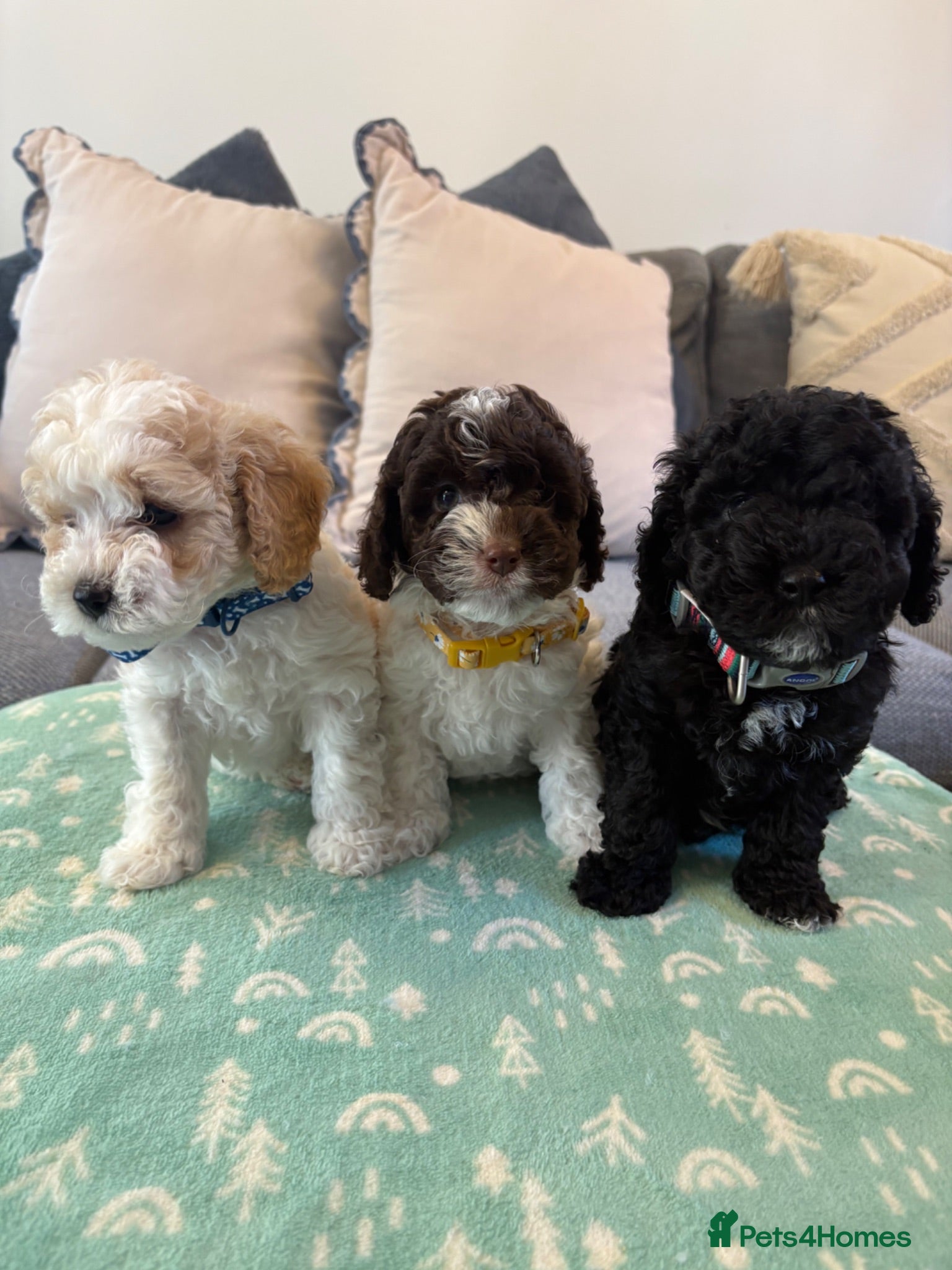 Cavapoo dogs F1B CAVAPOO PUPPIES - Advert 6
