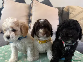 Cavapoo dogs F1B CAVAPOO PUPPIES - Advert 6