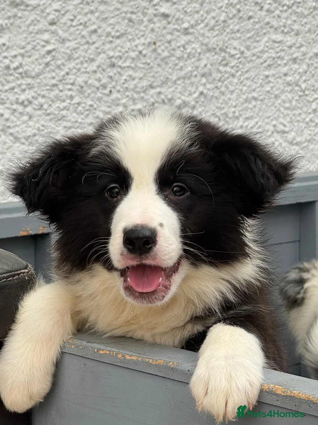 Border Collie dogs for sale: Gorgeous KC Registered Border Collies Ready now  - Advert 17