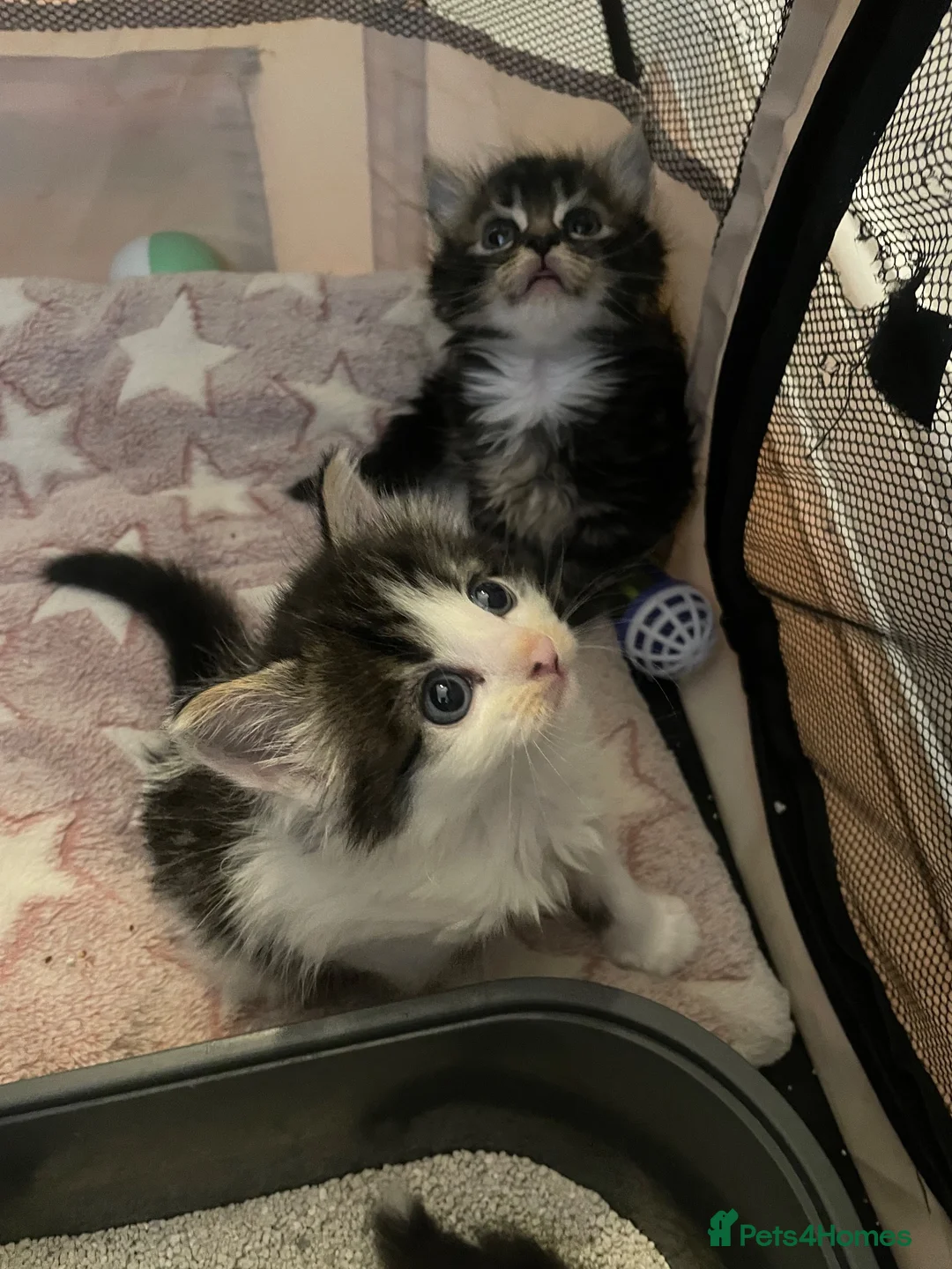 Mixed Breed cats for sale: Cute little Siberian cross kittens  - Advert 2