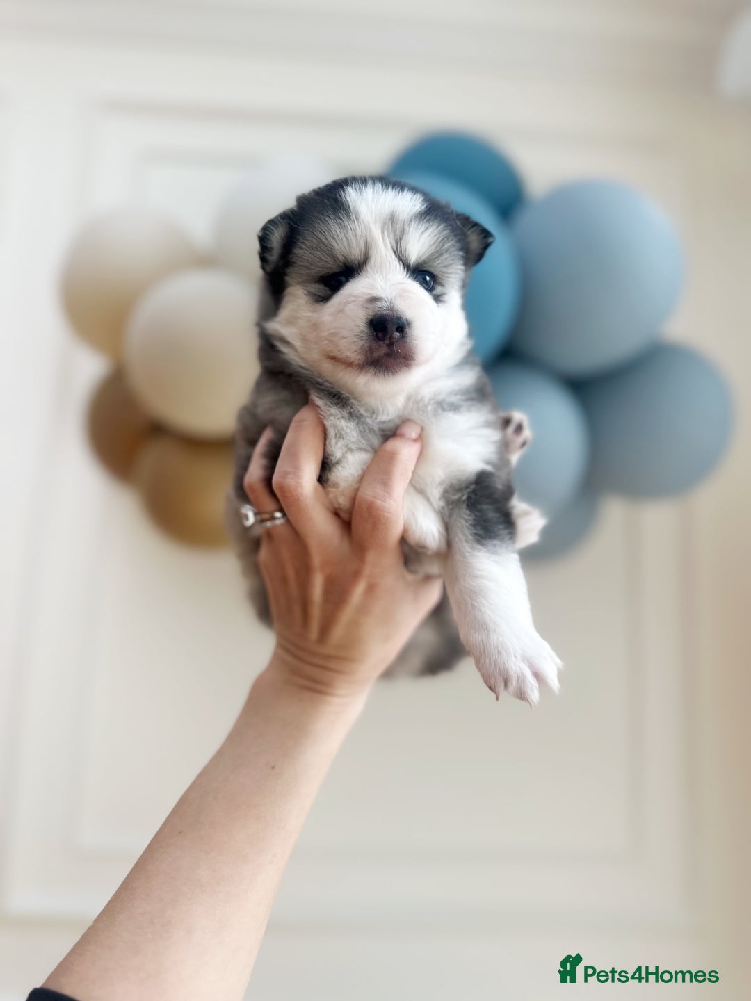 Pomsky dogs for sale: Blue-Eyed Pomskies Seeking Their Forever Homes 💫 - Image 8