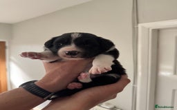 Border Collie dogs for sale: 4 week old Adorable Border Collie Puppies  - Image 15