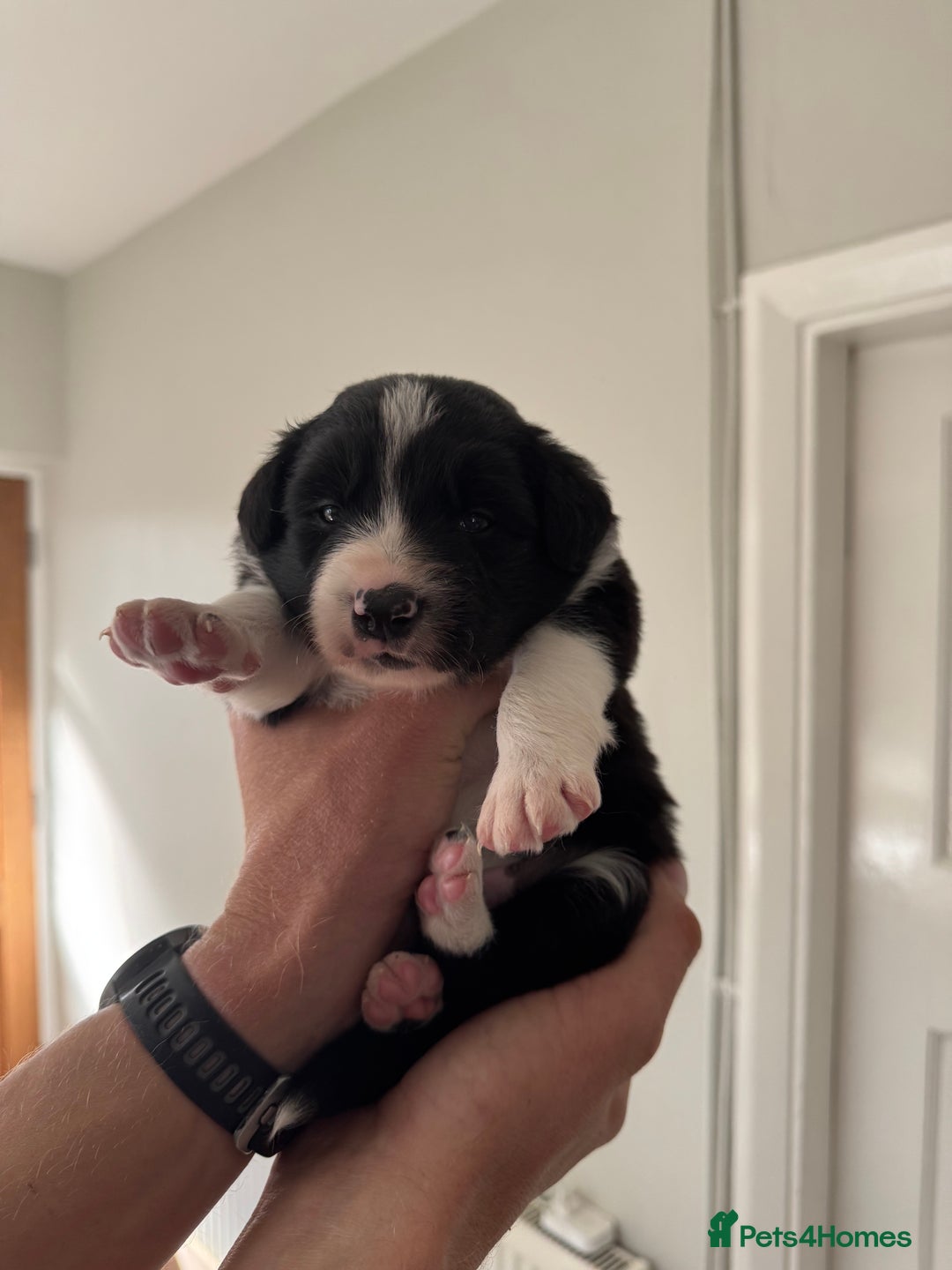 Border Collie dogs for sale: 4 week old Adorable Border Collie Puppies  - Image 15