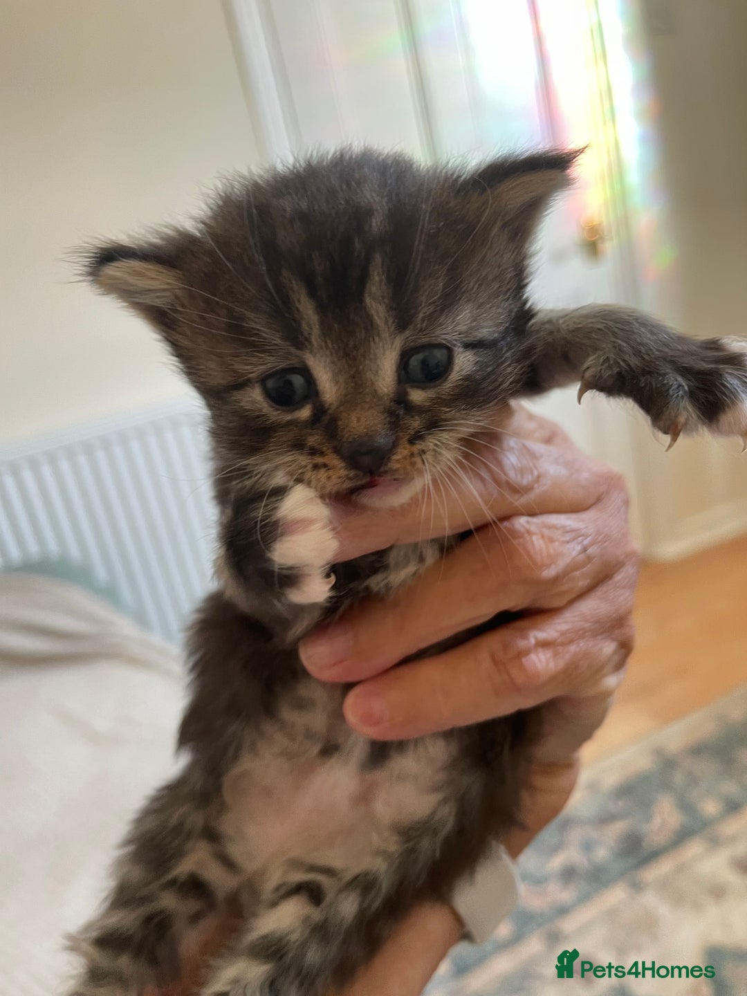British Shorthair cats for sale: Gorgeous kittens - Image 16