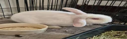 Mini Lop rabbits for sale: Two rabbits  in Stanley - Advert 1