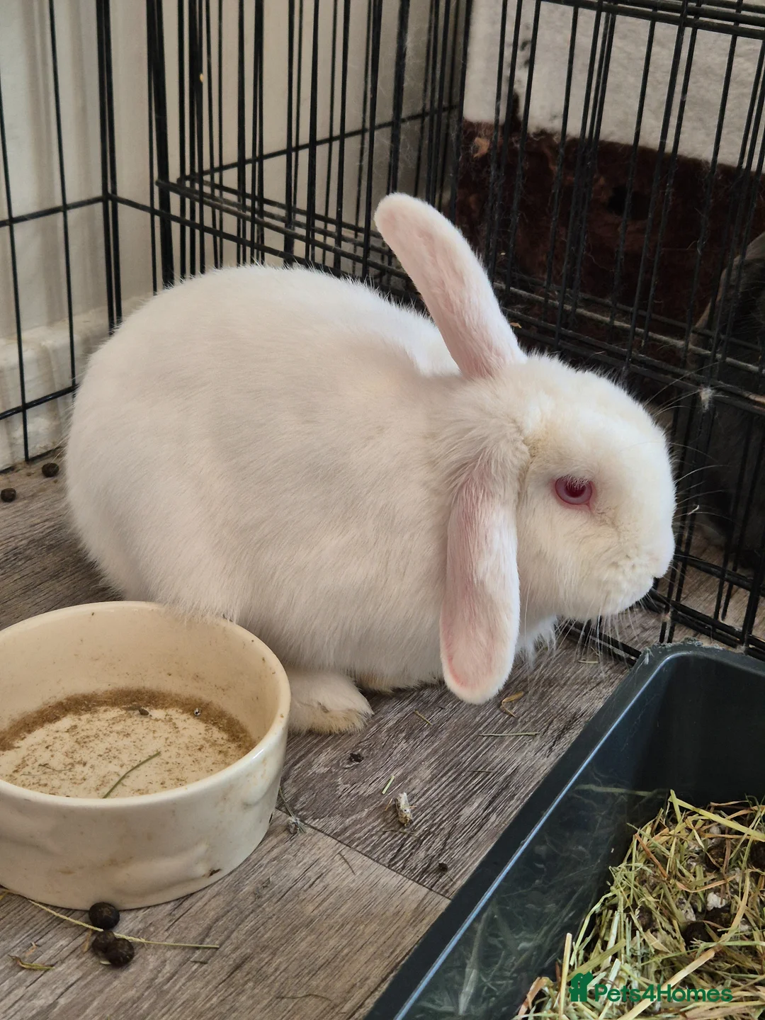 Mini Lop rabbits for sale: Two rabbits  in Stanley - Advert 1
