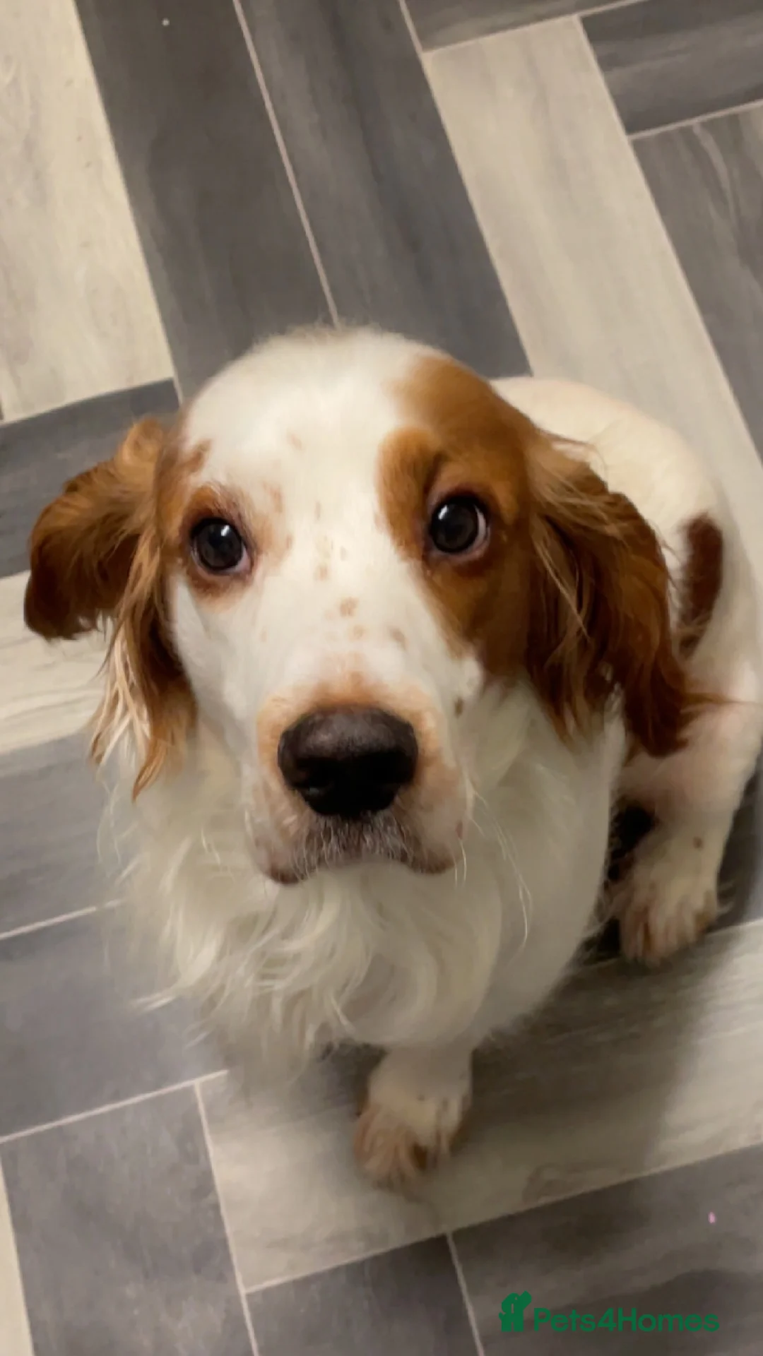 Cocker Spaniel dogs for sale: Bruno  - Advert 2