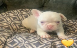 French Bulldog dogs for sale: Beautiful Pink, blue and tan and merl Frenchies - Image 3