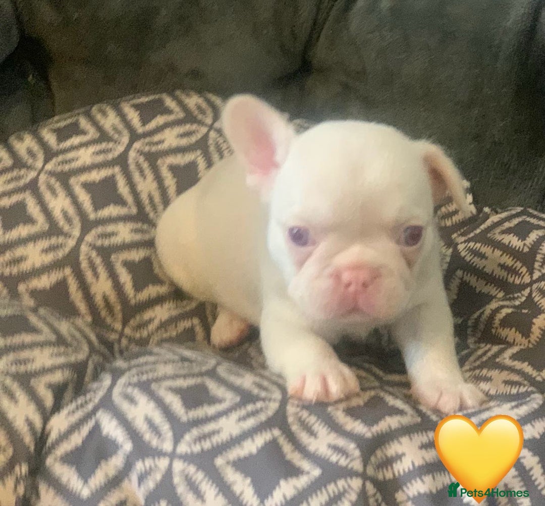 French Bulldog dogs for sale: Beautiful Pink, blue and tan and merl Frenchies - Image 3