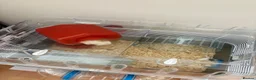 Hamster rodents for sale: Dwarf Hampster with supplies  in Benfleet - Advert 9