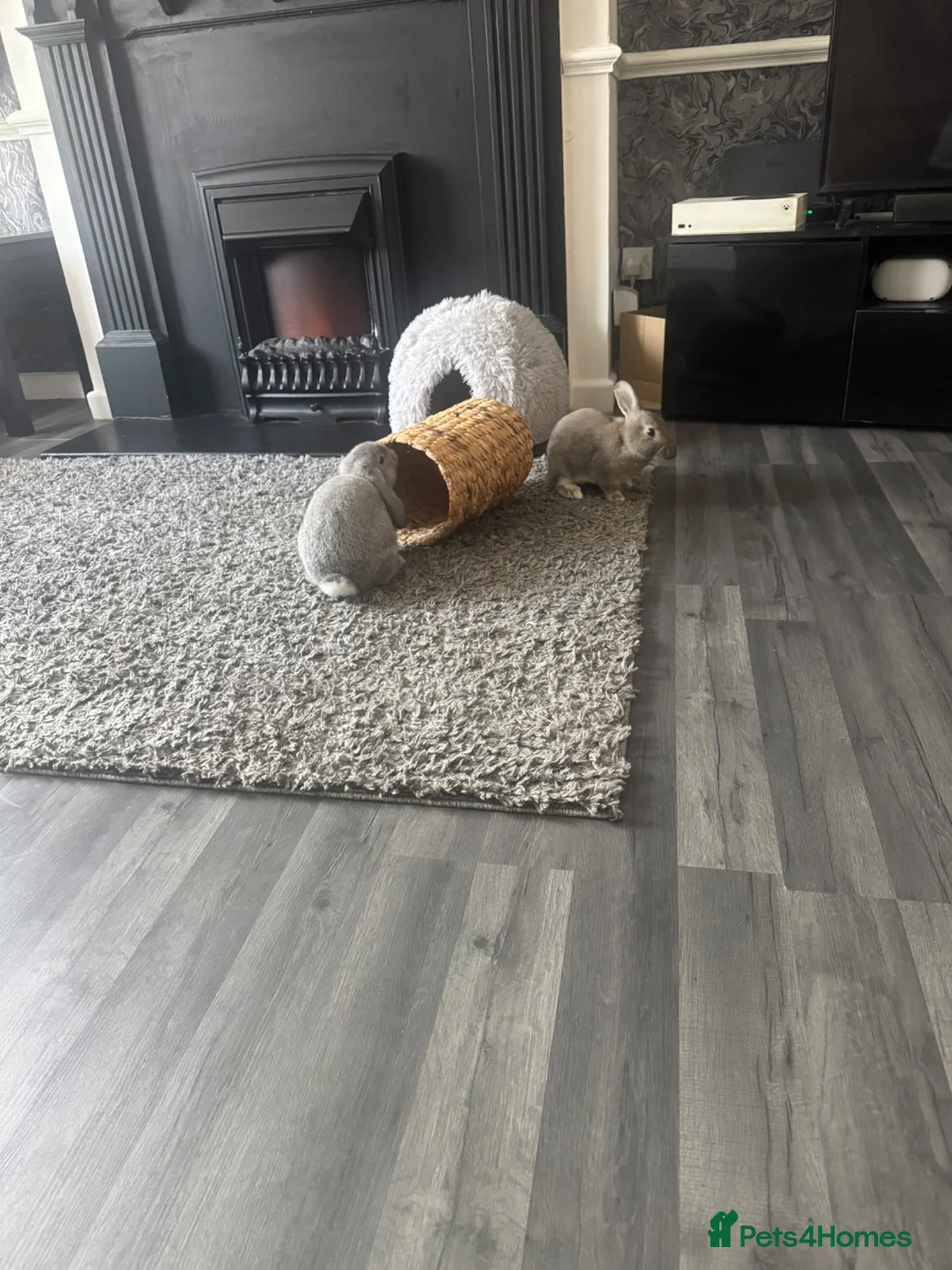 Dwarf Lop rabbits for sale: Bonded pair (females) - Advert 7