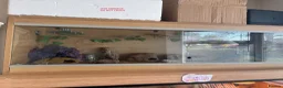 Leopard Gecko reptiles for sale: Female Leopard Gecko - Advert 3