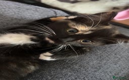 British Longhair cats for sale: Female kitten - Image 2