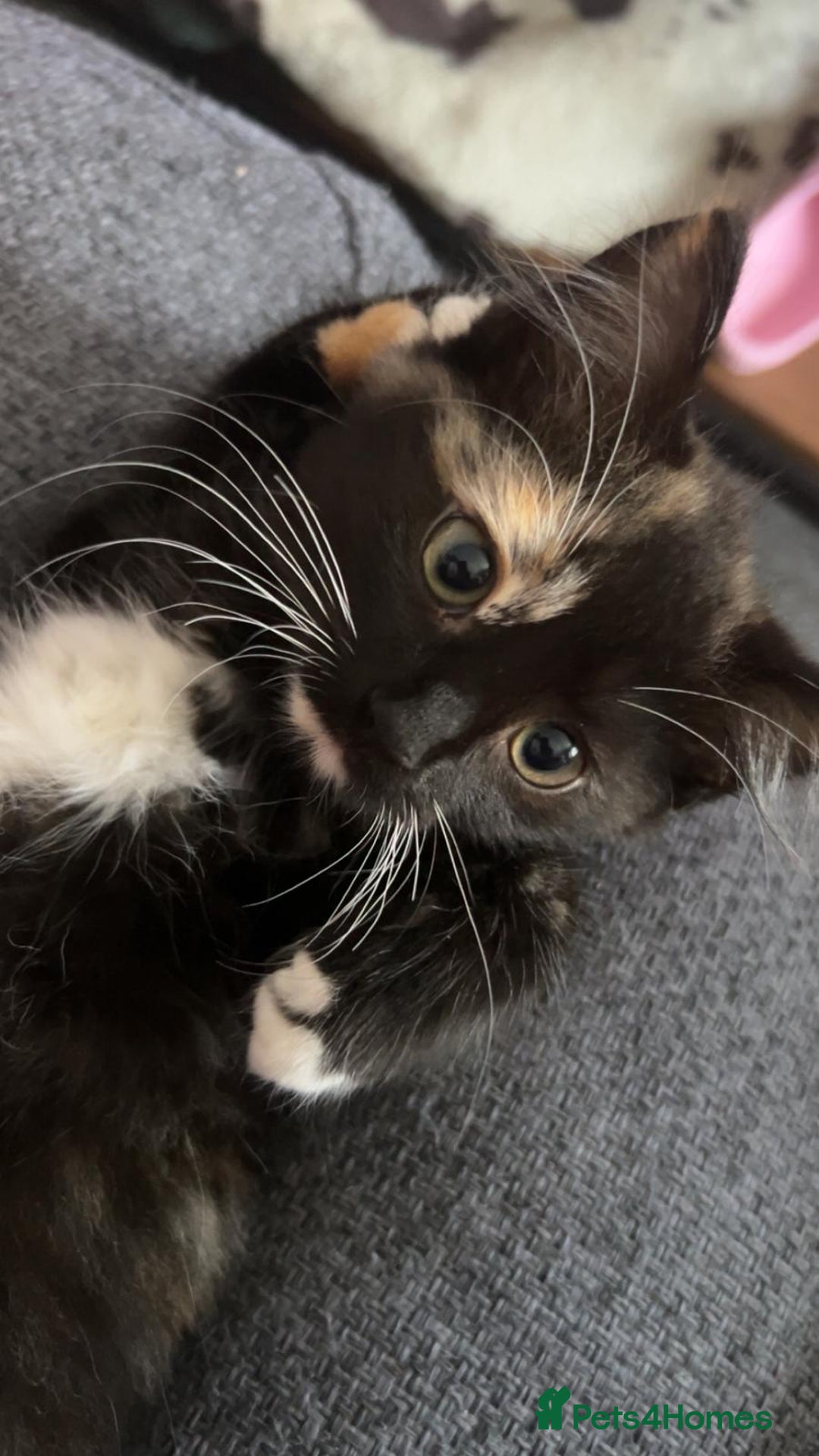 British Longhair cats for sale: Female kitten - Image 2