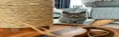 British Shorthair Kitten 4