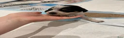 Mixed Breed dogs for sale: Collie/Cocker Mixed Puppies - Advert 9