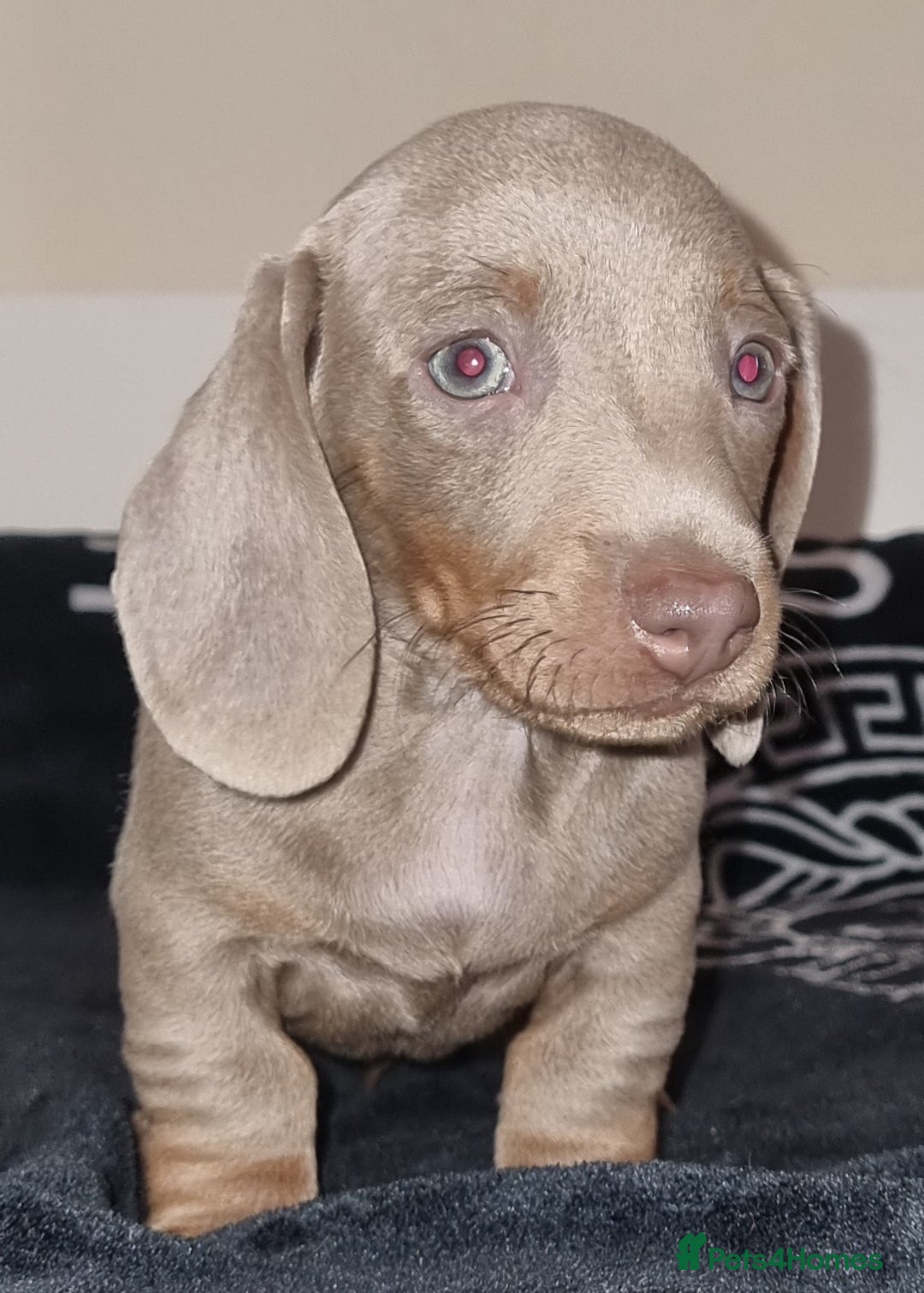 Dachshund dogs for sale: Gorgeous Mini Dachshund puppy's  - Image 20